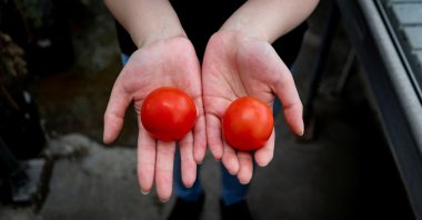 A researcher holds a gene-edited vitamin D tomato (L) and a regular tomato at the John Innes Center in Norwich, U.K., May 23, 2022. (John Innes Center via Reuters)