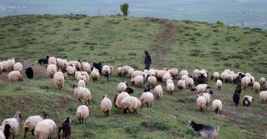 Sheep and goats graze in a rangeland, in Muş, eastern Turkey, May 23, 2022. (AA PHOTO)