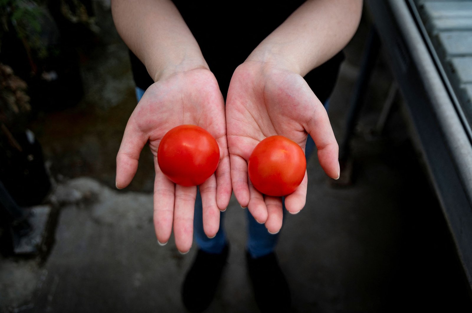 A researcher holds a gene-edited vitamin D tomato (L) and a regular tomato at the John Innes Center in Norwich, U.K., May 23, 2022. (John Innes Center via Reuters)
