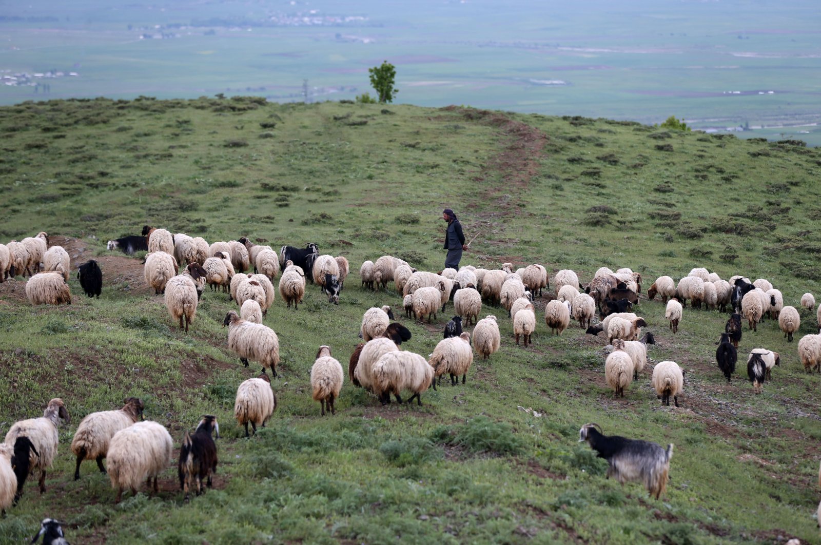 Sheep and goats graze in a rangeland, in Muş, eastern Turkey, May 23, 2022. (AA PHOTO)