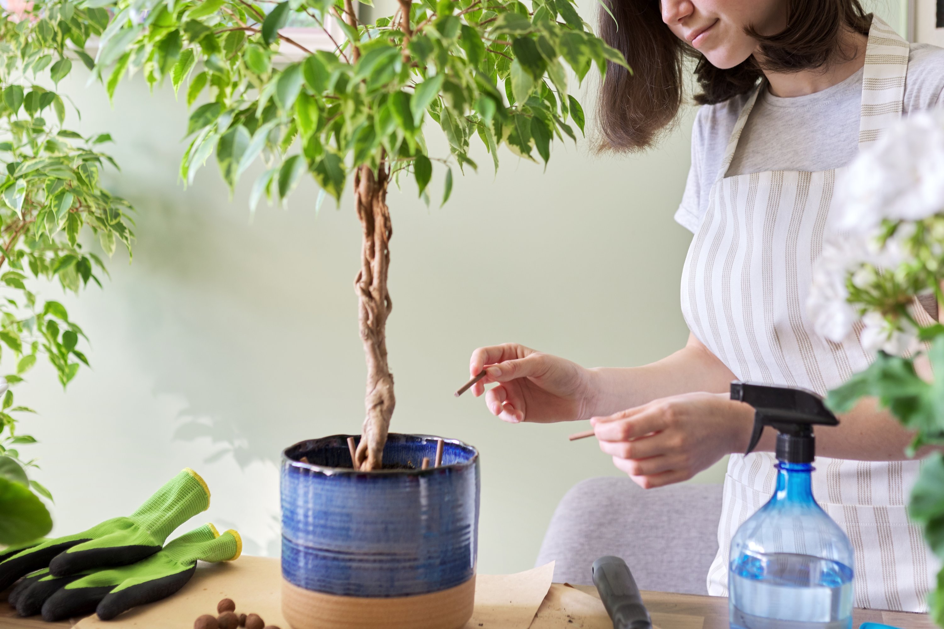 El suelo de un Ficus Benjamina debe cambiarse cada dos años.  (Shutterstock)