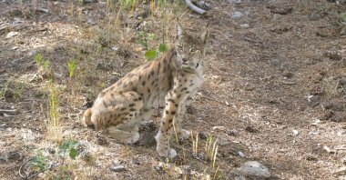 A lynx named Dorlion can be seen in Kars, northeastern Turkey, May 28, 2022. (AA Photo)