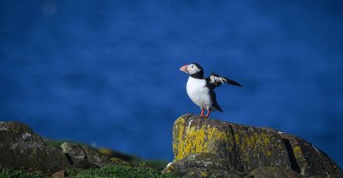 A puffin on the Isle of May National Nature Reserve in the Firth Of Forth off the East Coast of Scotland, U.K., April 19, 2022. (AFP Photo)