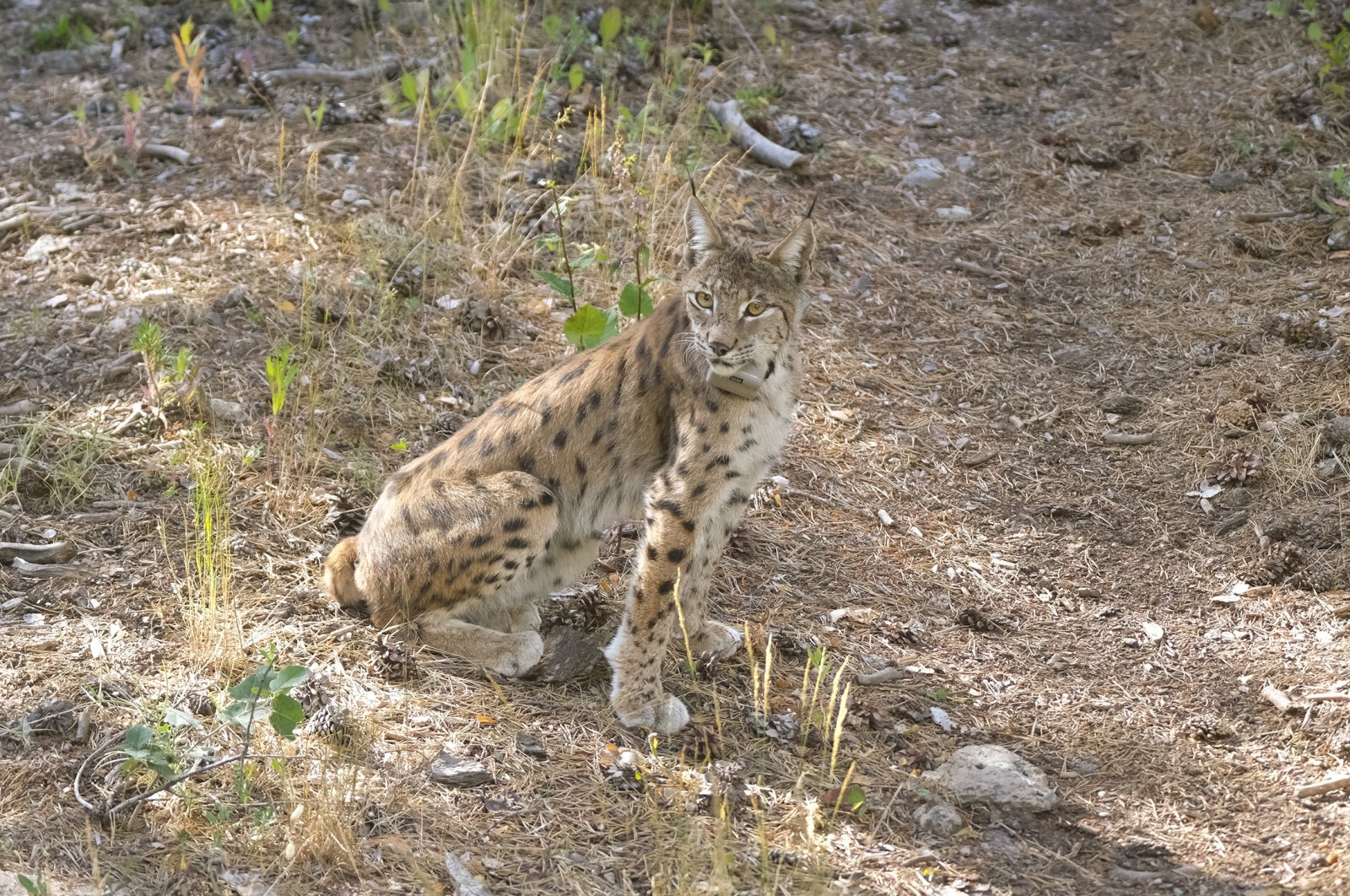 Животные в турции Животные в турции