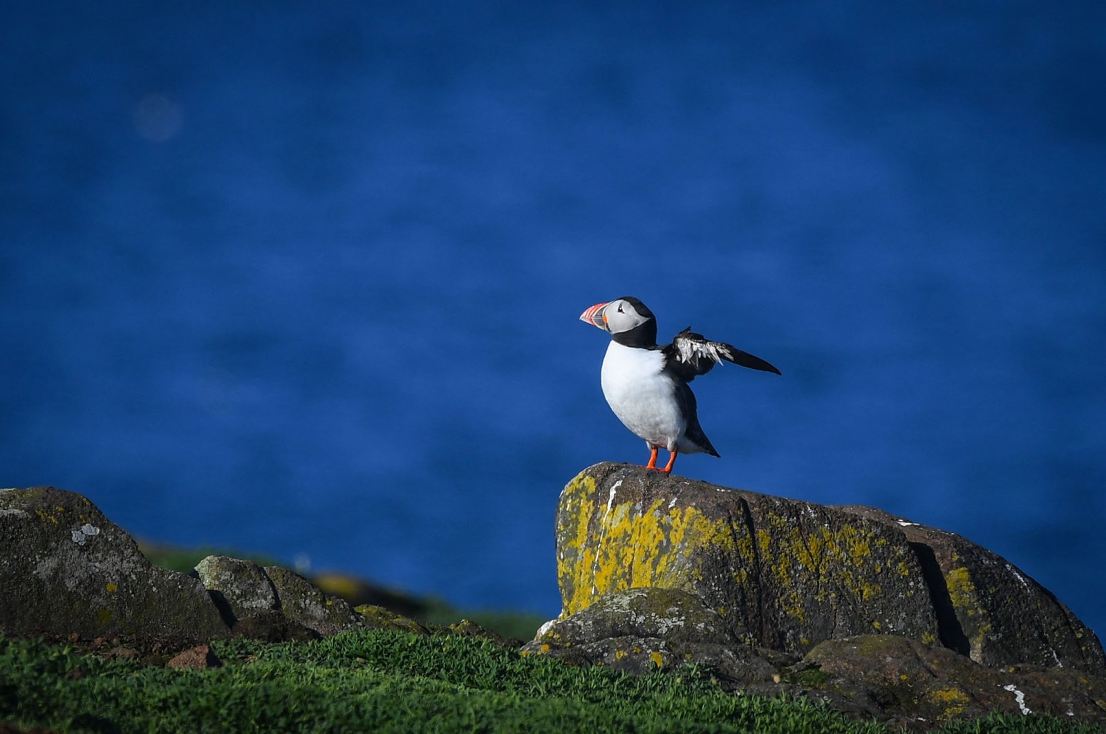 A puffin on the Isle of May National Nature Reserve in the Firth Of Forth off the East Coast of Scotland, U.K., April 19, 2022. (AFP Photo)