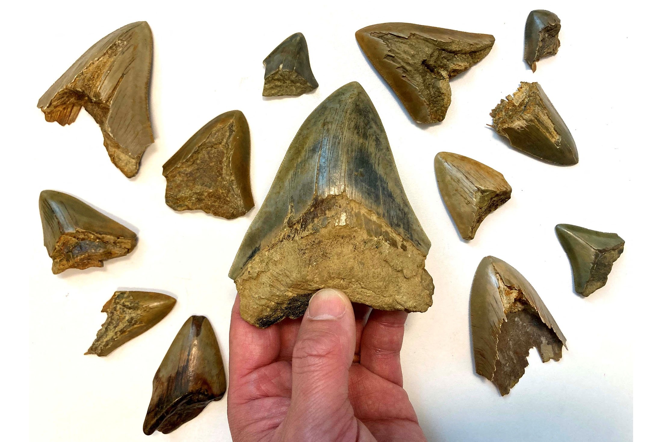 Gigi fosil dari spesies hiu besar yang telah punah megalodon.  (Foto Reuters)