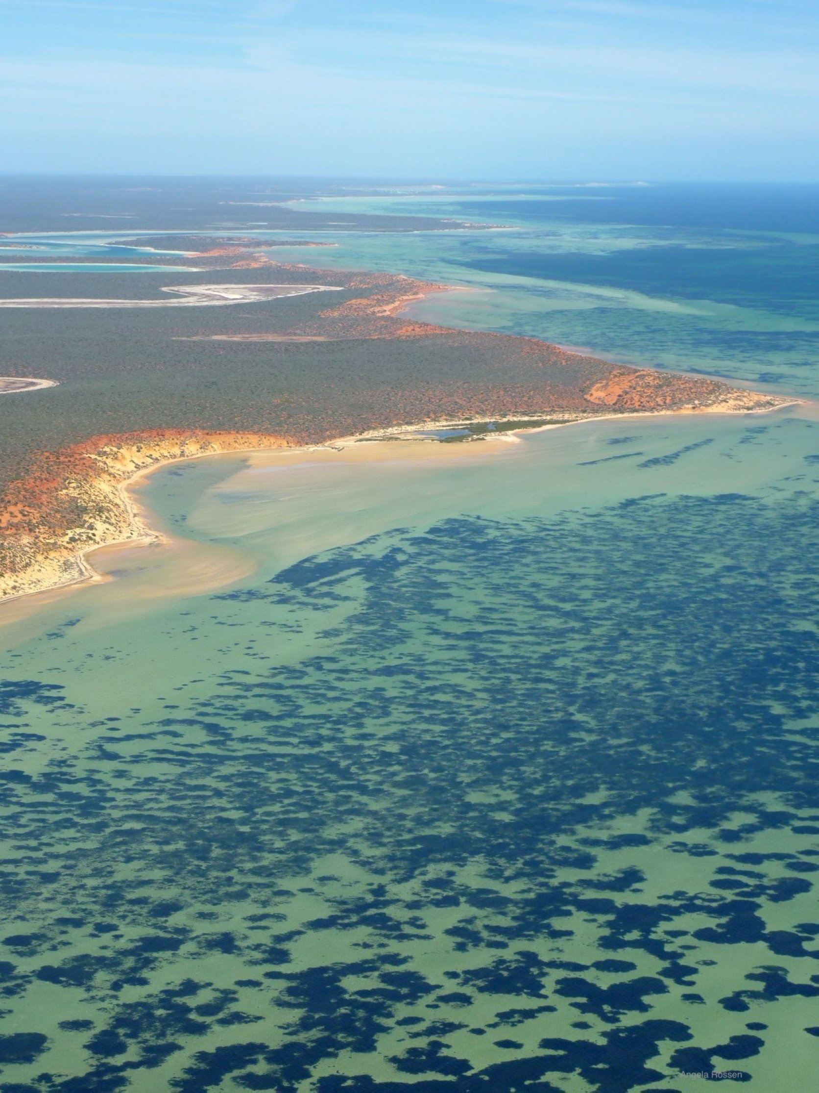 Para ilmuwan di Australia telah menemukan apa yang diyakini sebagai tanaman terbesar di dunia, di Shark Bay, di lepas pantai barat Australia.  (Universitas Australia Barat melalui Reuters)