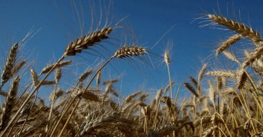 Ears of wheat are seen in a field near the village of Zhovtneve, Ukraine, July 14, 2016. (Reuters File Photo)