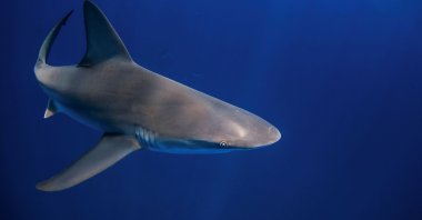 A shark swims through through the water during an outing with scuba company Emerald Charters off Jupiter Inlet, Florida, U.S., May 18, 2022. (Reuters Photo)