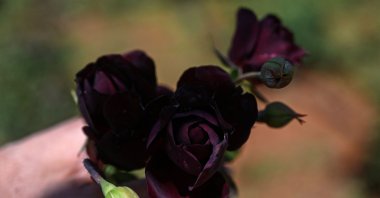 A man displays black roses of Halfeti inside a greenhouse at Halfeti town in Şanlıurfa, Turkey, May 16, 2022. (AFP Photo)