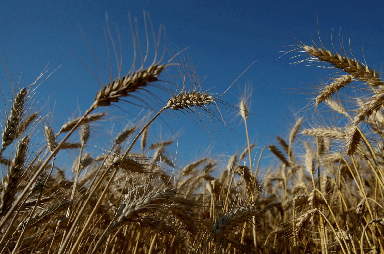 Ears of wheat are seen in a field near the village of Zhovtneve, Ukraine, July 14, 2016. (Reuters File Photo)