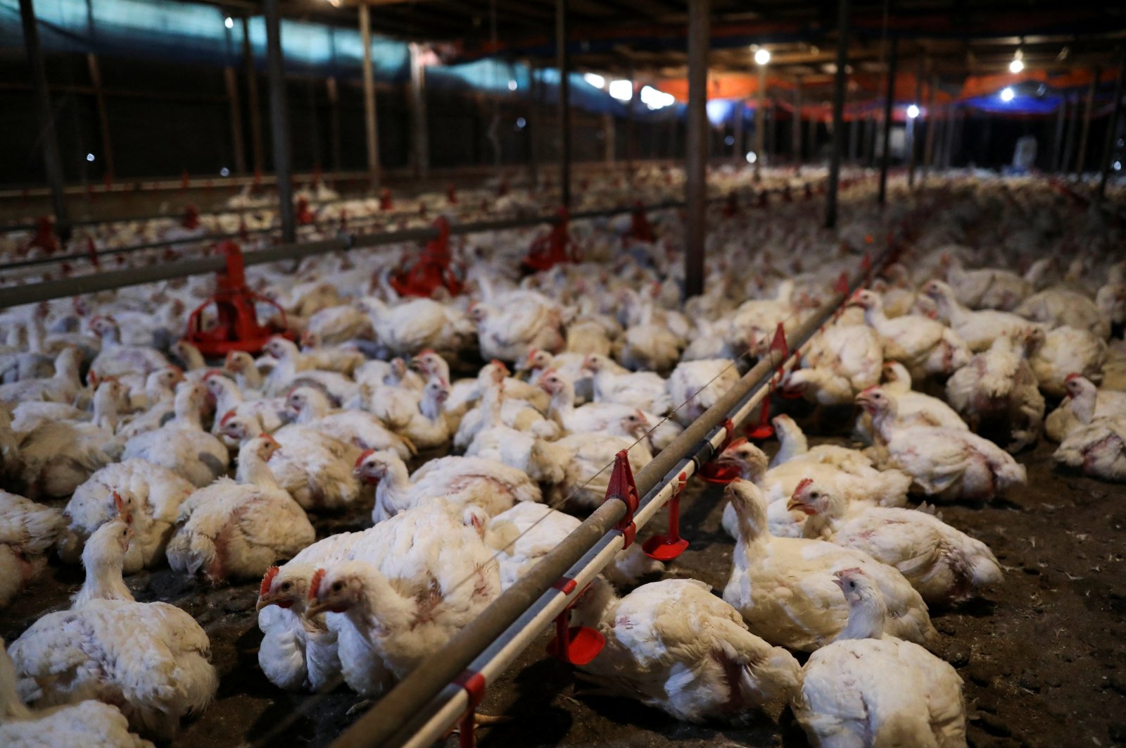 Chickens are seen inside a poultry farm in Sepang, Selangor, Malaysia, May 27, 2022.  (Reuters Photo)