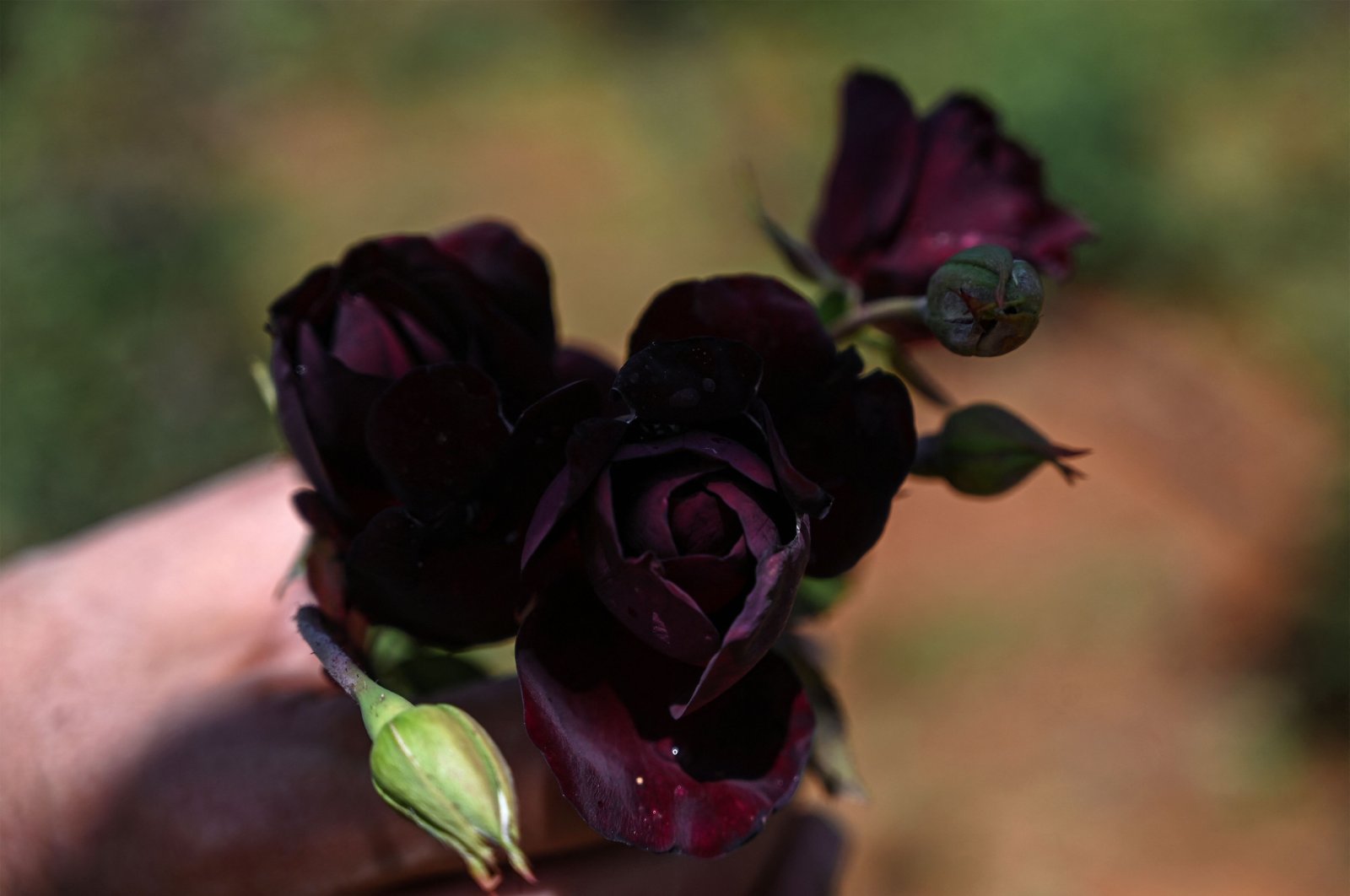 Bisnis berkembang: Mawar hitam Turki berubah menjadi merek