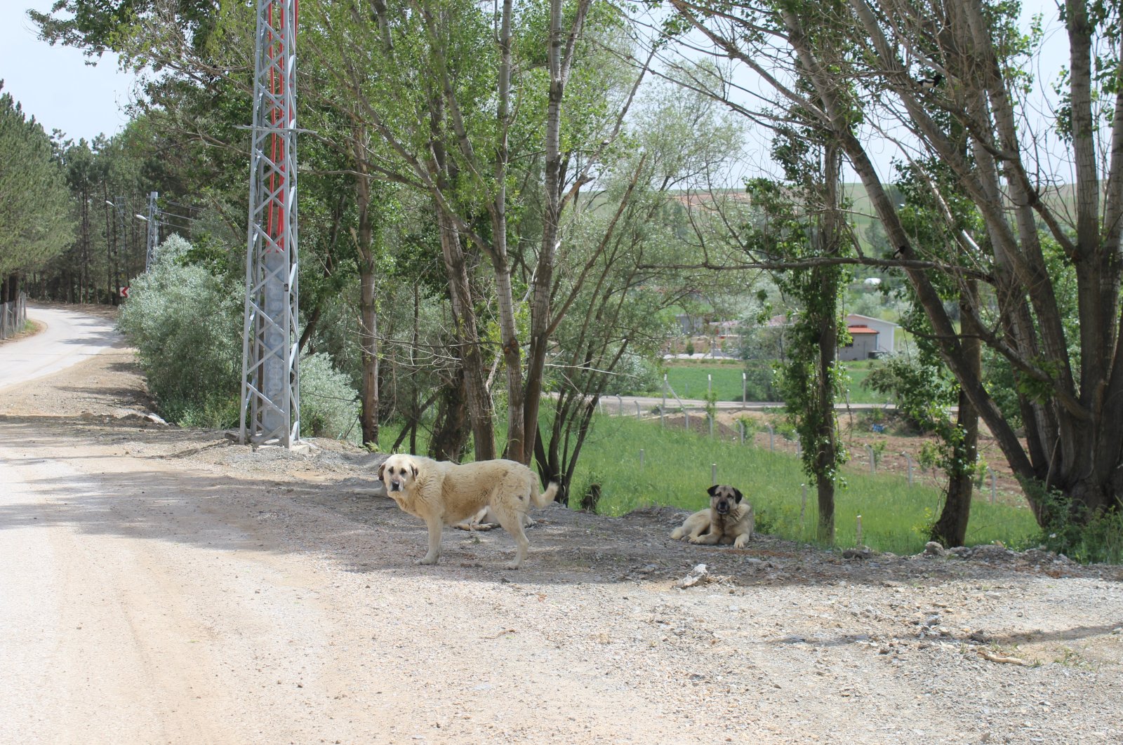 Stray dogs on a road in the Çubuk district, in the capital Ankara, Turkey, May 31, 2022. (İHA PHOTO) 