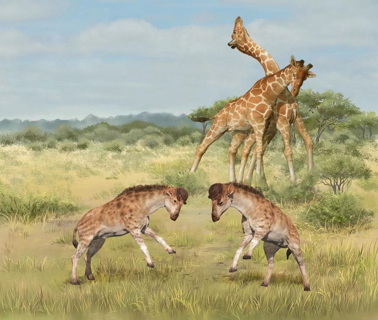 An illustration shows intermale competitions involving members of the giraffe family. (Reuters Photo)