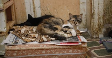 A view of cats in a makeshift shelter, in Büyükada, Istanbul, Turkey, Jun. 3, 2022. (DHA PHOTO)