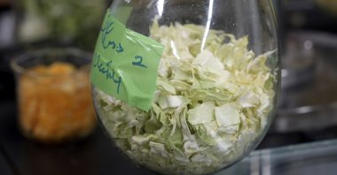 Chinese cabbage is seen being dried in a glass flask at the Tokyo University laboratory, Tokyo, Japan, May 26, 2022. (AP Photo)