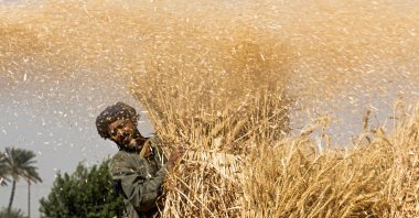 An Egyptian farmer takes part in wheat harvest in Bamha village near the al-Ayyat town in Giza province, some 60 kilometers south of the capital Cairo, Egypt, May 17, 2022. (AFP Photo)