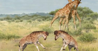 An illustration shows intermale competitions involving members of the giraffe family. (Reuters Photo)