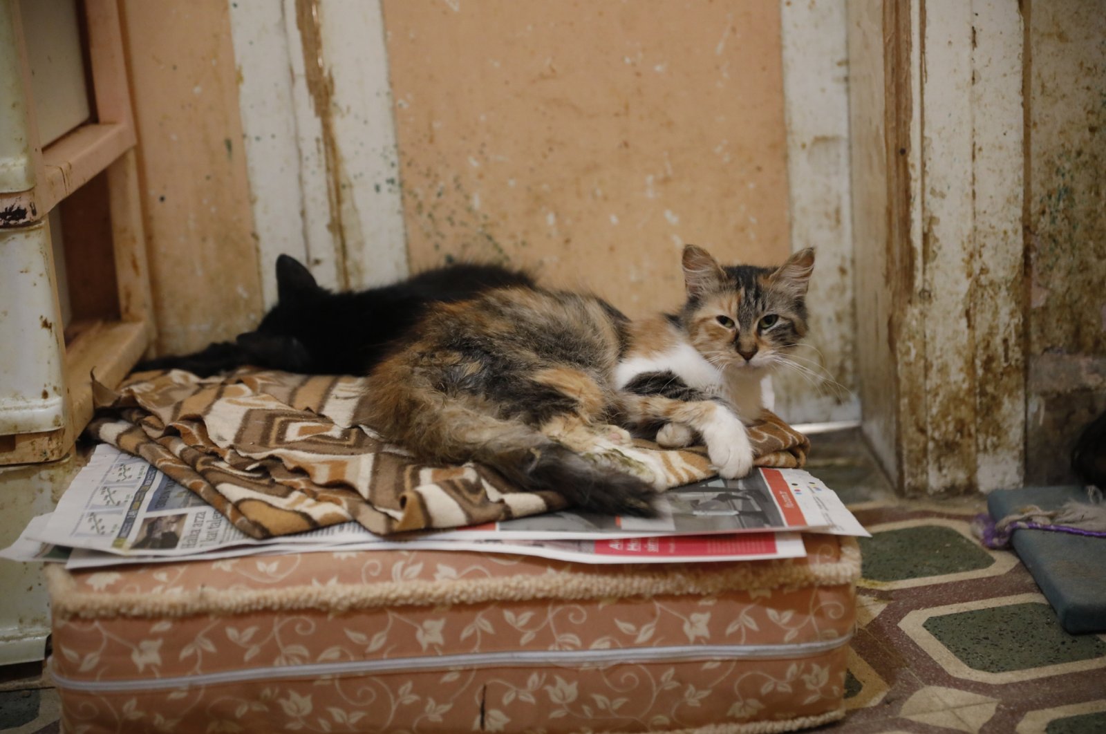 A view of cats in a makeshift shelter, in Büyükada, Istanbul, Turkey, Jun. 3, 2022. (DHA PHOTO)
