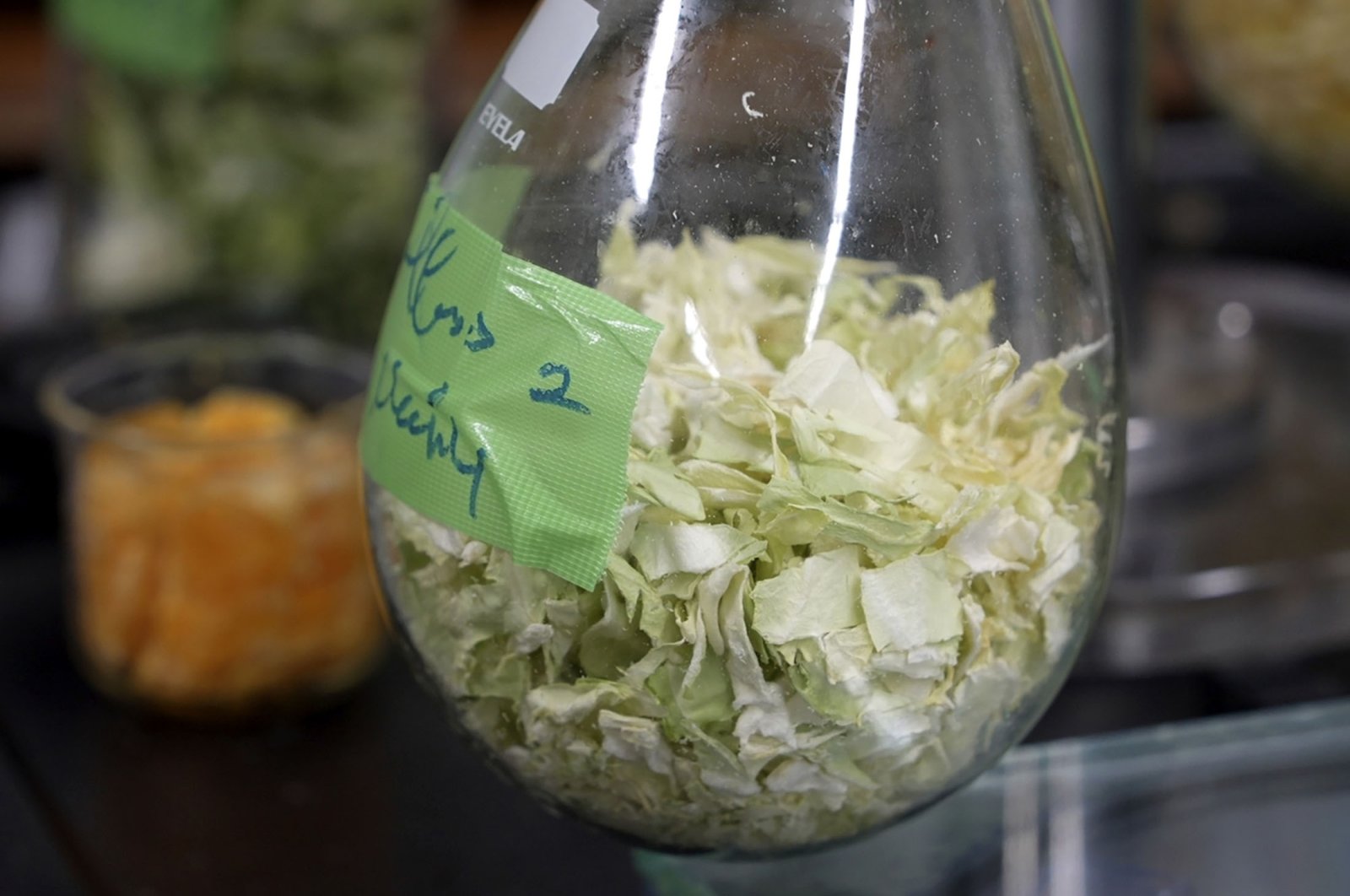 Chinese cabbage is seen being dried in a glass flask at the Tokyo University laboratory, Tokyo, Japan, May 26, 2022. (AP Photo)