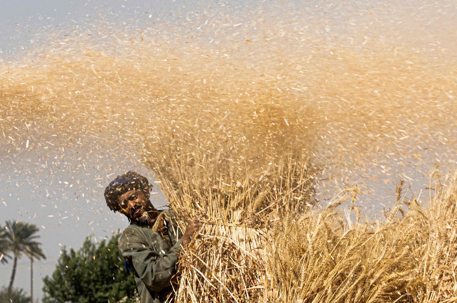 An Egyptian farmer takes part in wheat harvest in Bamha village near the al-Ayyat town in Giza province, some 60 kilometers south of the capital Cairo, Egypt, May 17, 2022. (AFP Photo)