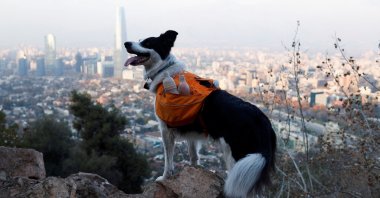 A dog named Sam, searches garbage for keeping the metropolitan park Parquemet clean, in Santiago, Chile, May 31, 2022. (Reuters Photo)