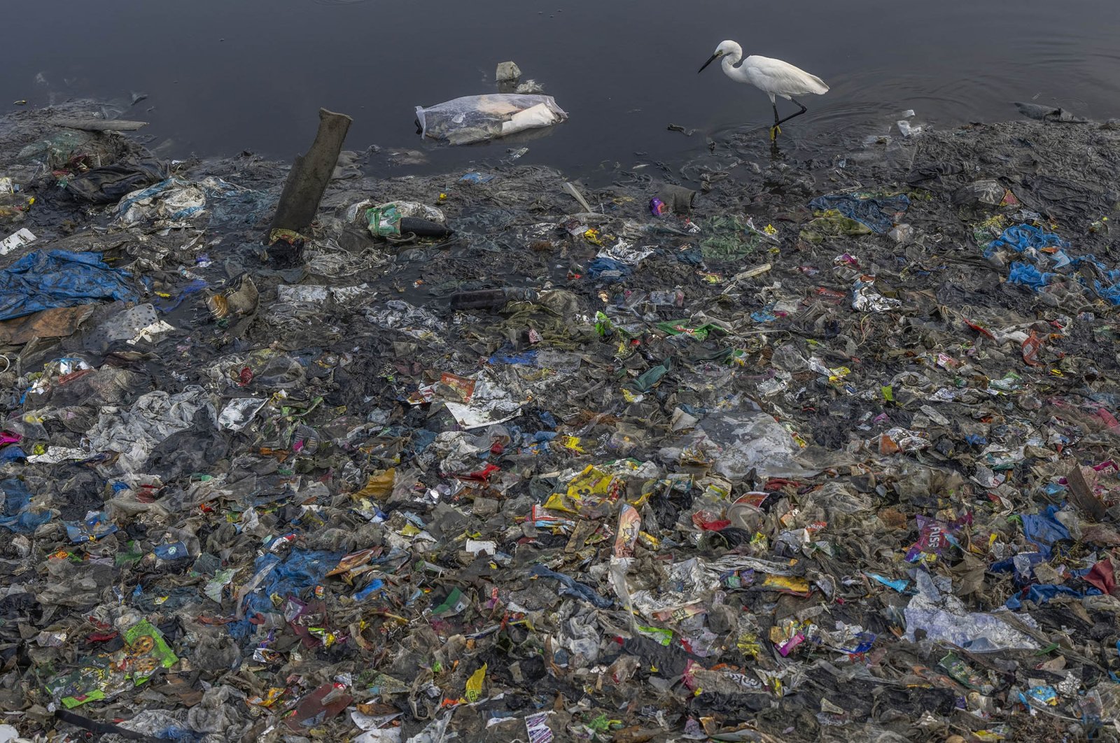 An egret looks for food amid plastic and other garbage littered on the shores of the Arabian Sea on World Environment Day, in Mumbai, India, June 5, 2022. (AP Photo)
