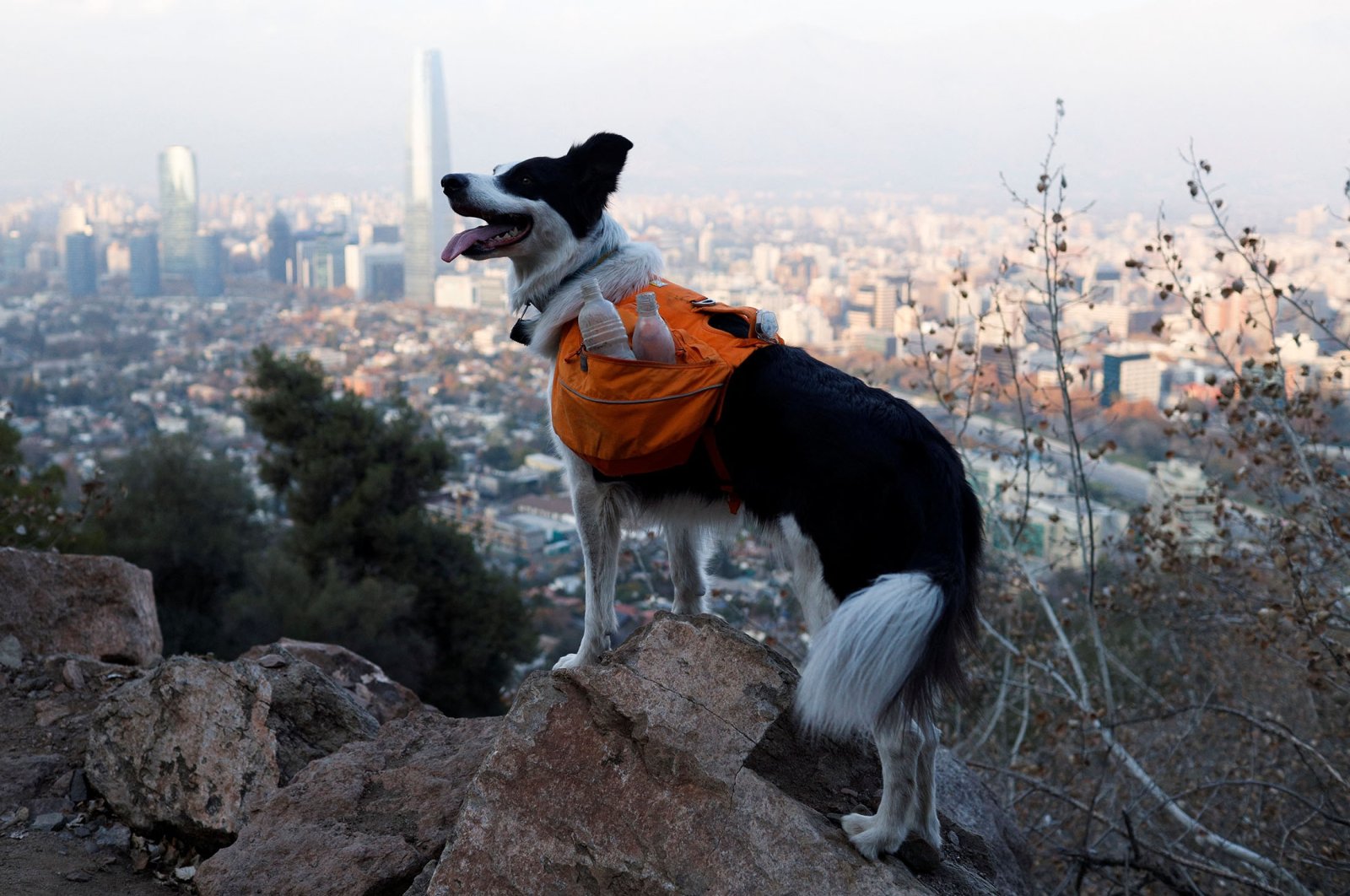 A dog named Sam, searches garbage for keeping the metropolitan park Parquemet clean, in Santiago, Chile, May 31, 2022. (Reuters Photo)
