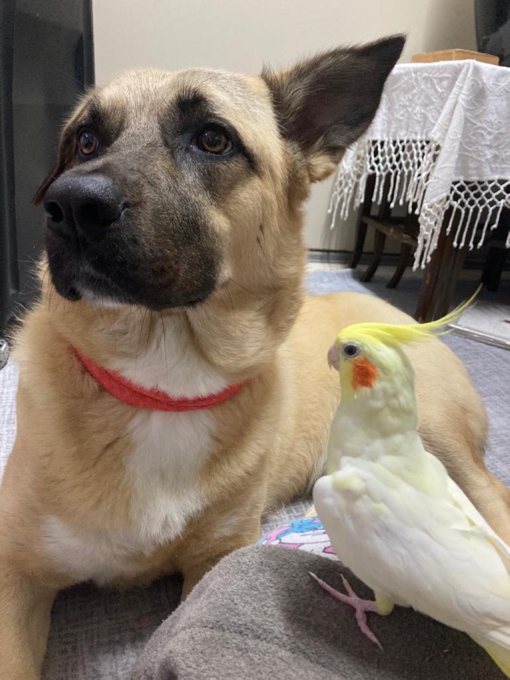 A dog and a cockatiel become friends at the exotic animal hospital, Istanbul, Turkey. (Photo courtesy of hospital)