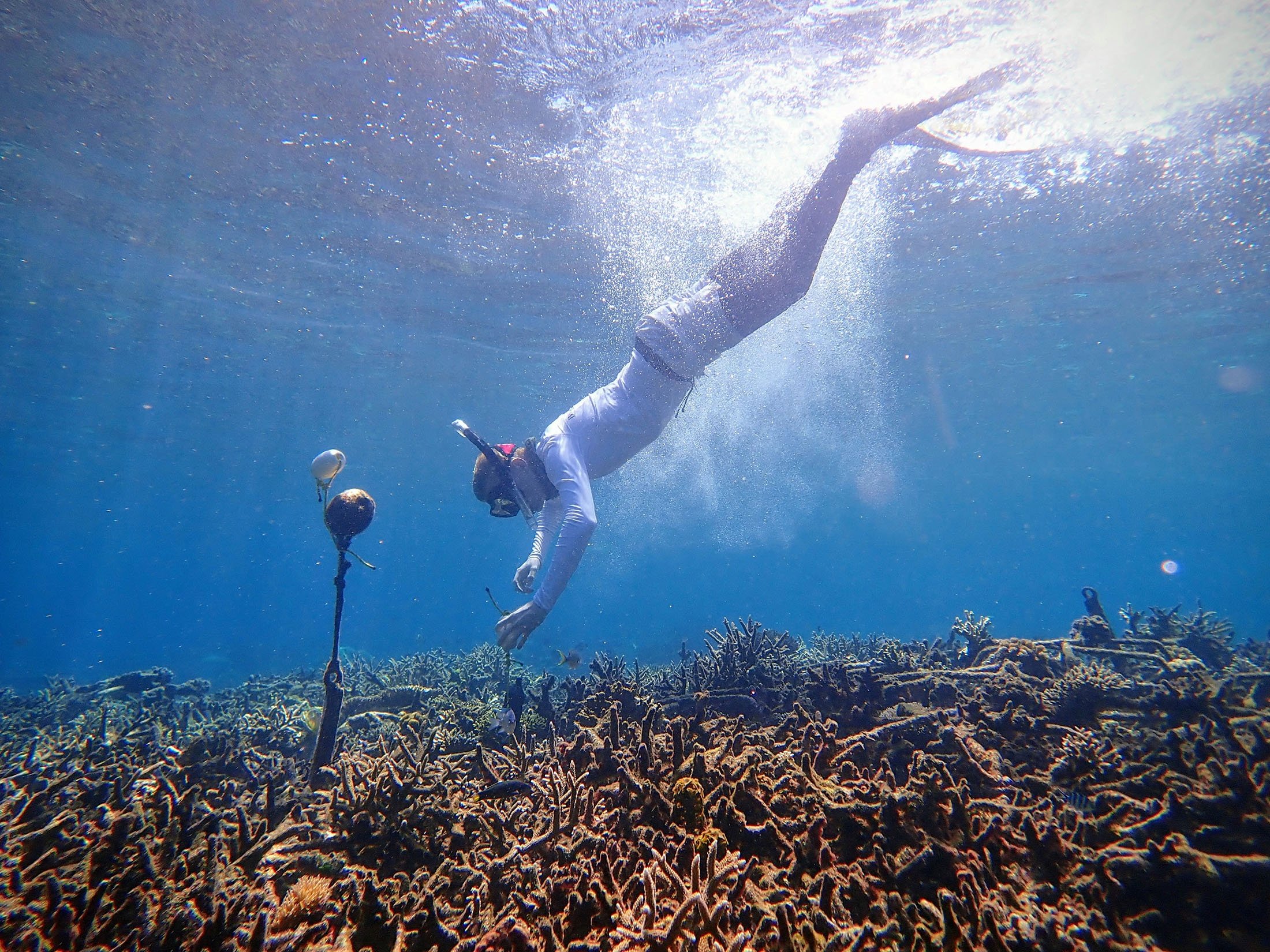 Seorang peneliti menyebarkan hidrofon, yang membantu merekam soundscape bawah air untuk proyek percontohan menggunakan sistem kecerdasan buatan untuk mengidentifikasi kesehatan terumbu karang, di laut kepulauan Spermonde, provinsi Sulawesi Selatan, Indonesia, 24 Juni 2019. (Foto Reuters)