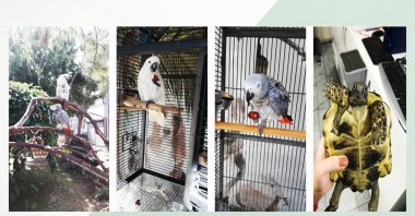 A photo combination of exotic patients at the exotic animal hospital by Daily Sabah&#039;s Büşra Öztürk, Istanbul, Turkey. (Photo courtesy of hospital)