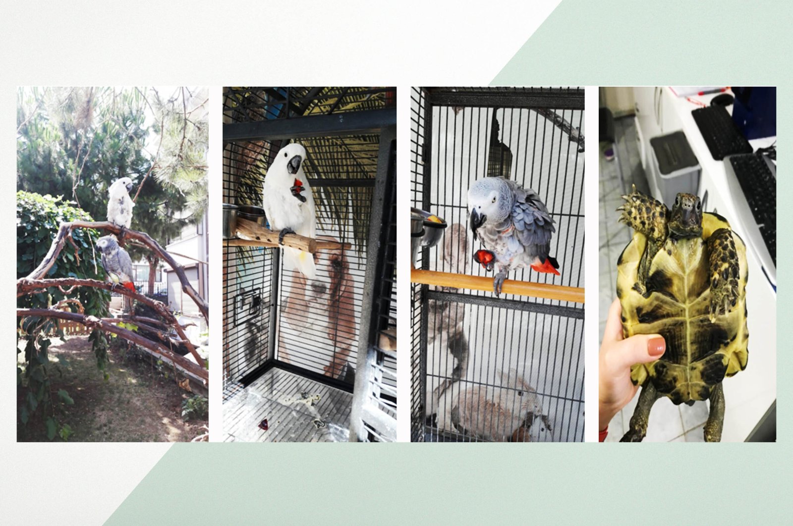 Rumah sakit hewan eksotis pertama di Istanbul merawat burung, hewan pengerat
