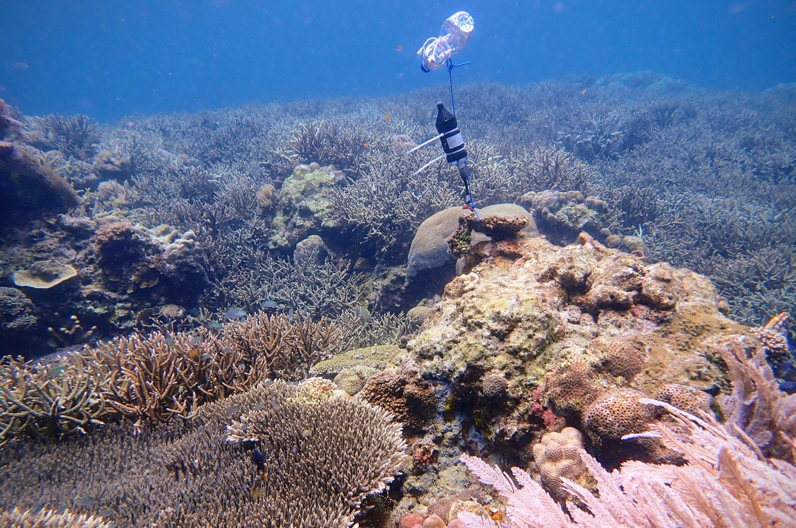 AI memantau kesehatan terumbu karang, mendengarkan suara kehidupan