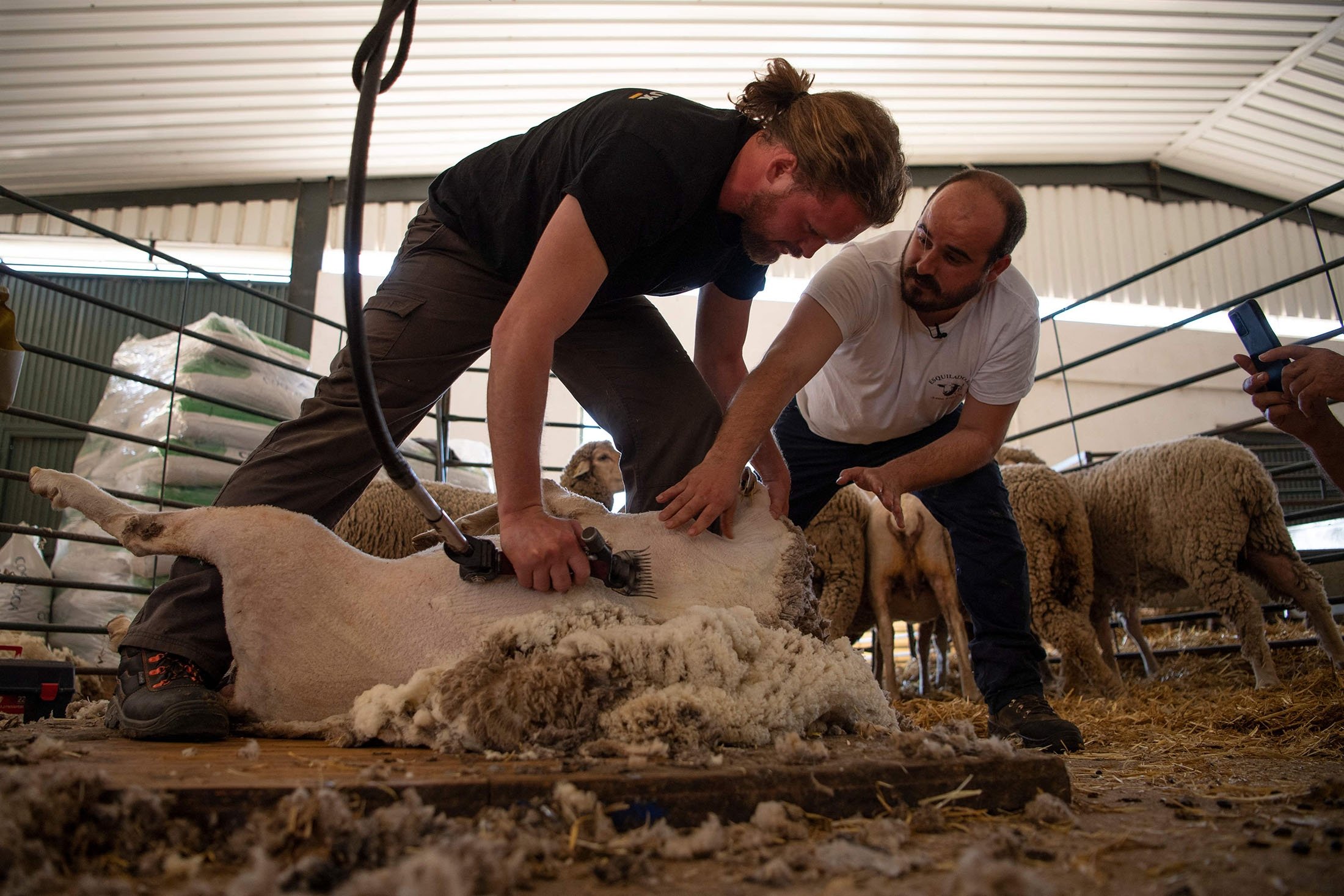 Pencukur bulu profesional Jose Rivero (kanan) memberikan instruksi kepada siswa Prancis Thibault Gohier saat ia belajar mencukur bulu domba di sekolah penggembalaan peternakan Cooprado di Casar de Caceres, Spanyol, 13 Mei 2022. (AFP Photo)