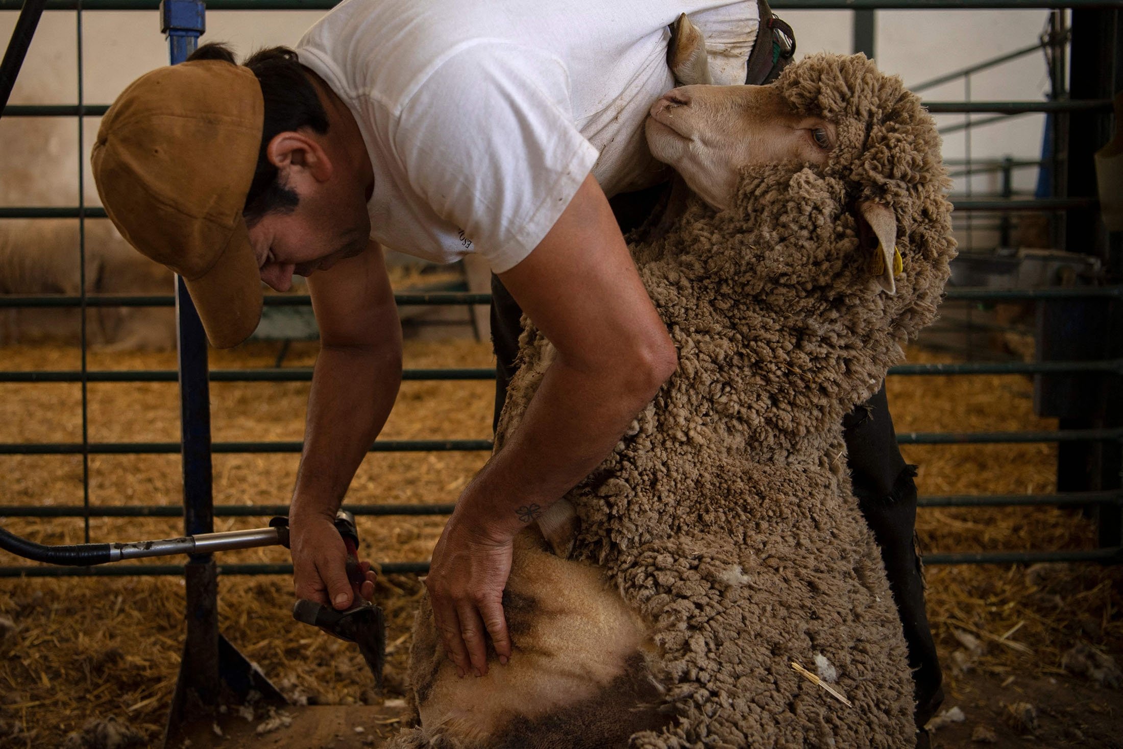 A sheep is sheared during a class at Cooprado farm's shepherding school in Casar de Caceres, Spain, May 13, 2022. (AFP Photo)
