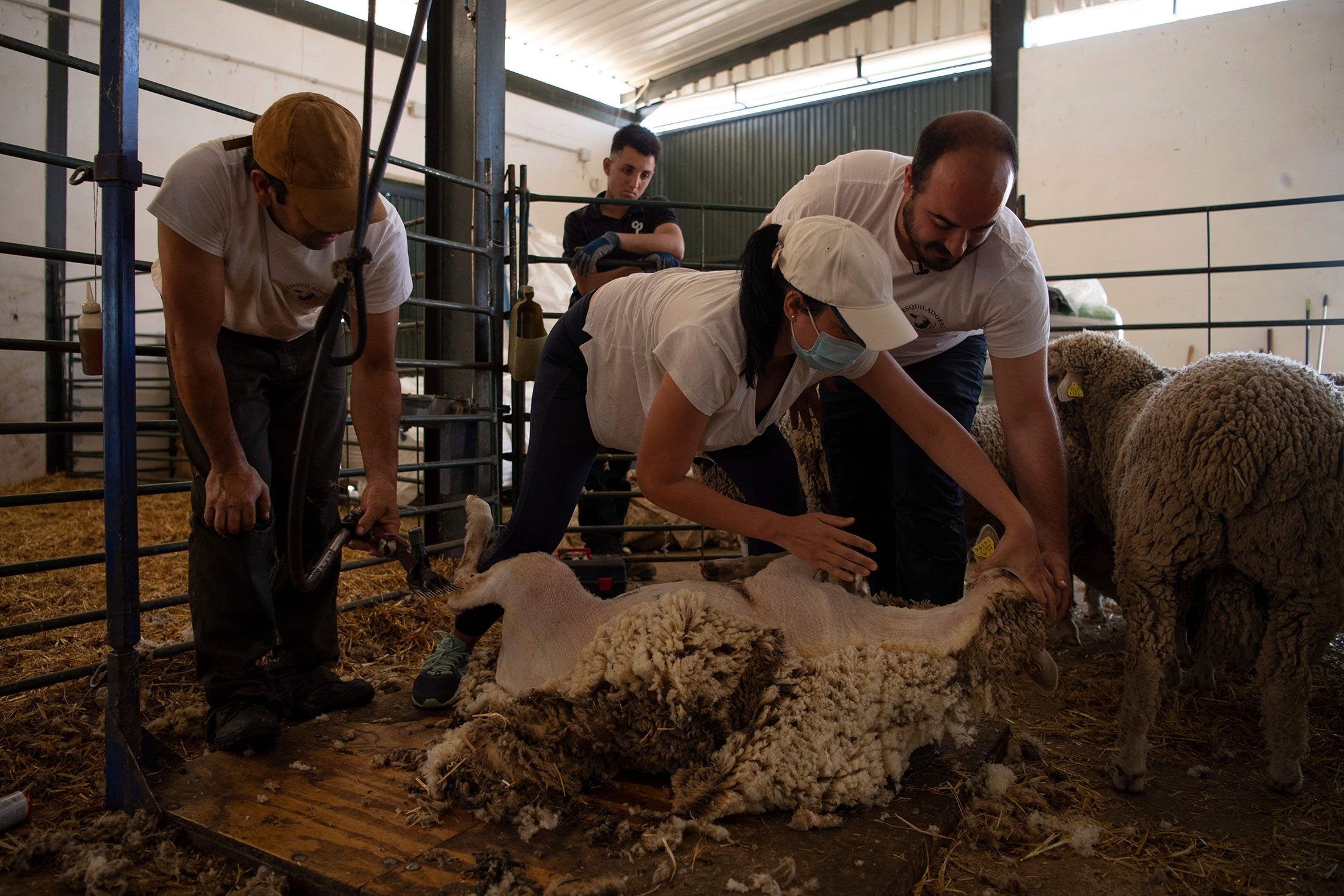 Professional shearer Jose Rivero (R) teaches a student to shear a sheep at the Cooprado farm's shepherding school in Casar de Caceres, Spain, May 13, 2022. (AFP Photo)