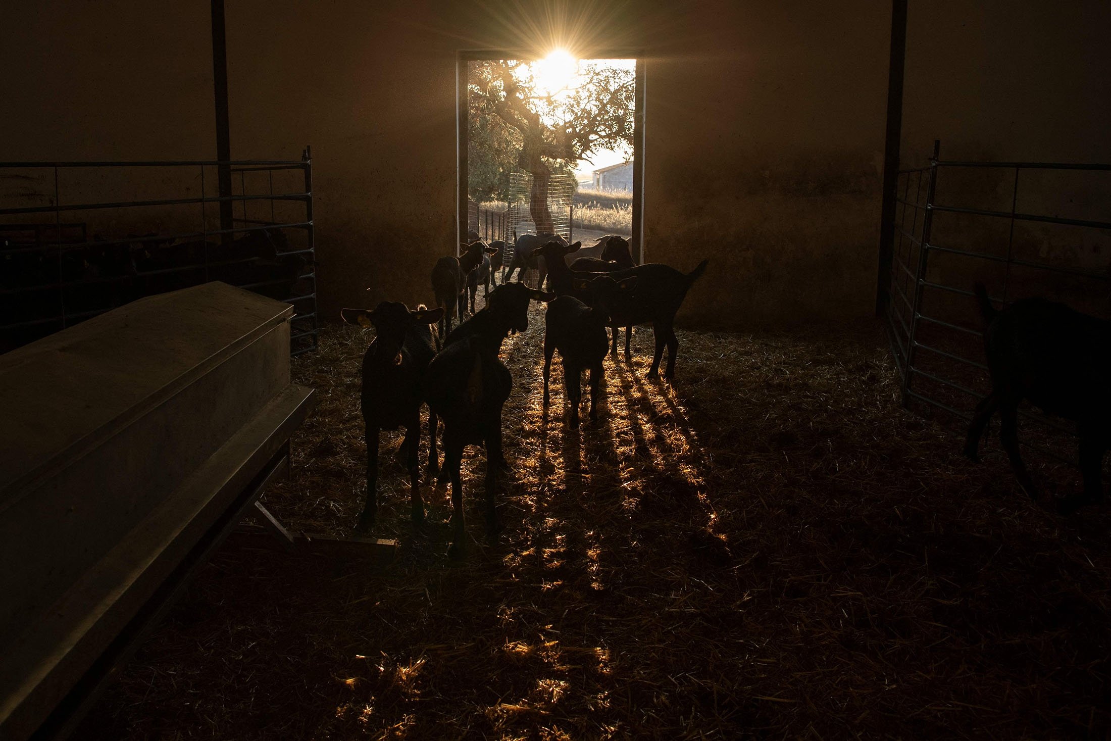 Goats are seen at the Cooprado farm's shepherding school in Casar de Caceres, Spain, May 13, 2022. (AFP Photo)