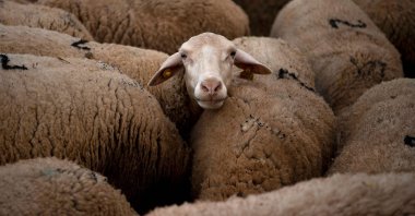 Sheep are seen at the Cooprado farm's shepherding school in Casar de Caceres, Spain, May 13, 2022. (AFP Photo)