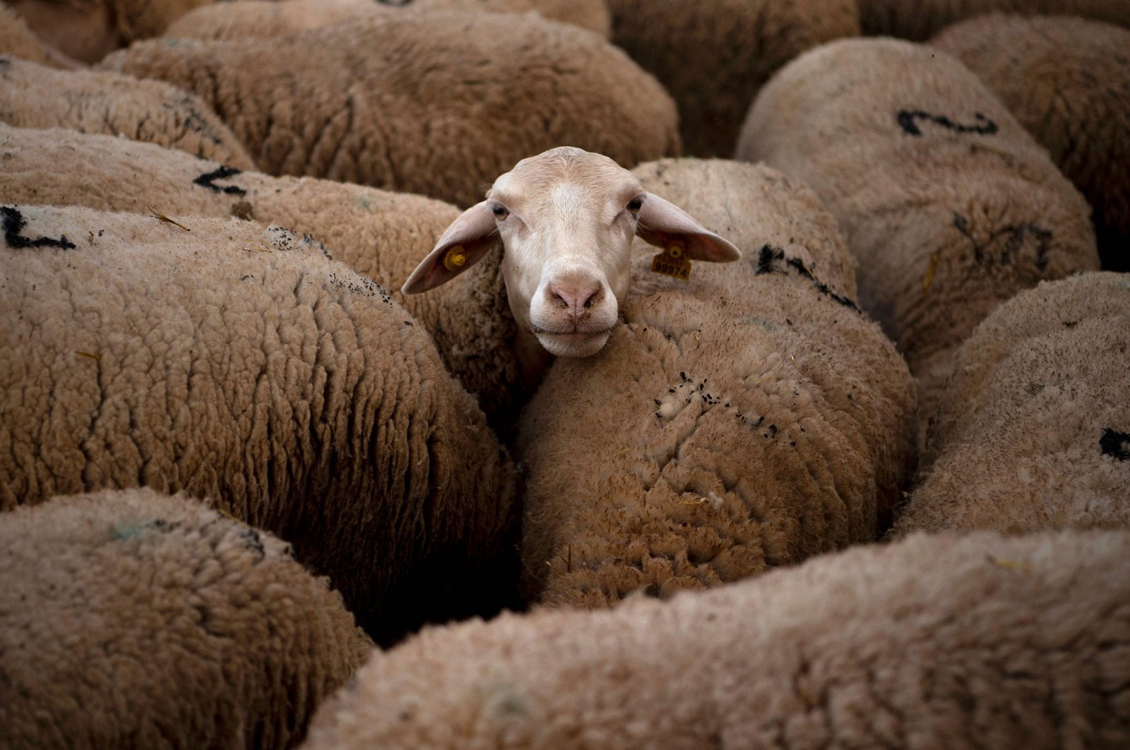 Sheep are seen at the Cooprado farm&#039;s shepherding school in Casar de Caceres, Spain, May 13, 2022. (AFP Photo)