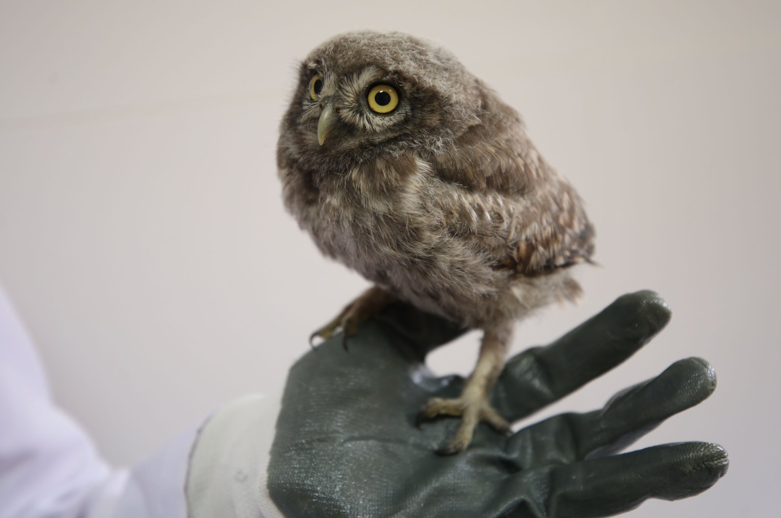 The injured owlet brought to Nature Conservation and National Parks (DKMP) Çanakkale center, Çanakkale, Turkey, June 8, 2022. (AA Photo)