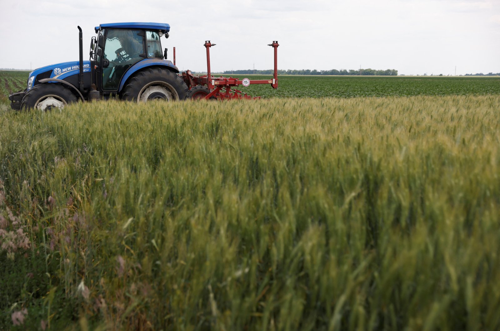 A field of winter wheat is pictured outside Bashtanka, Mykolaiv region, Ukraine, June 9, 2022. (Reuters Photo)