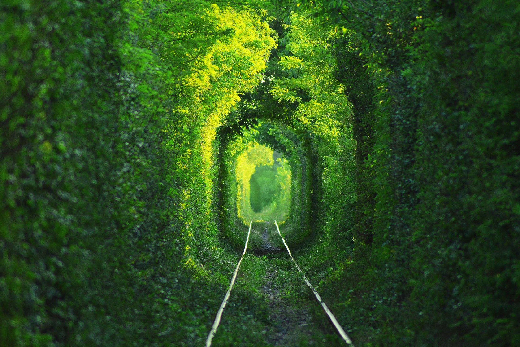 Terowongan Cinta adalah bagian dari kereta api industri yang terletak di dekat Klevan, Ukraina, yang menghubungkannya dengan Orzhiv, dikelilingi oleh lengkungan hijau.  (Foto Shutterstock)