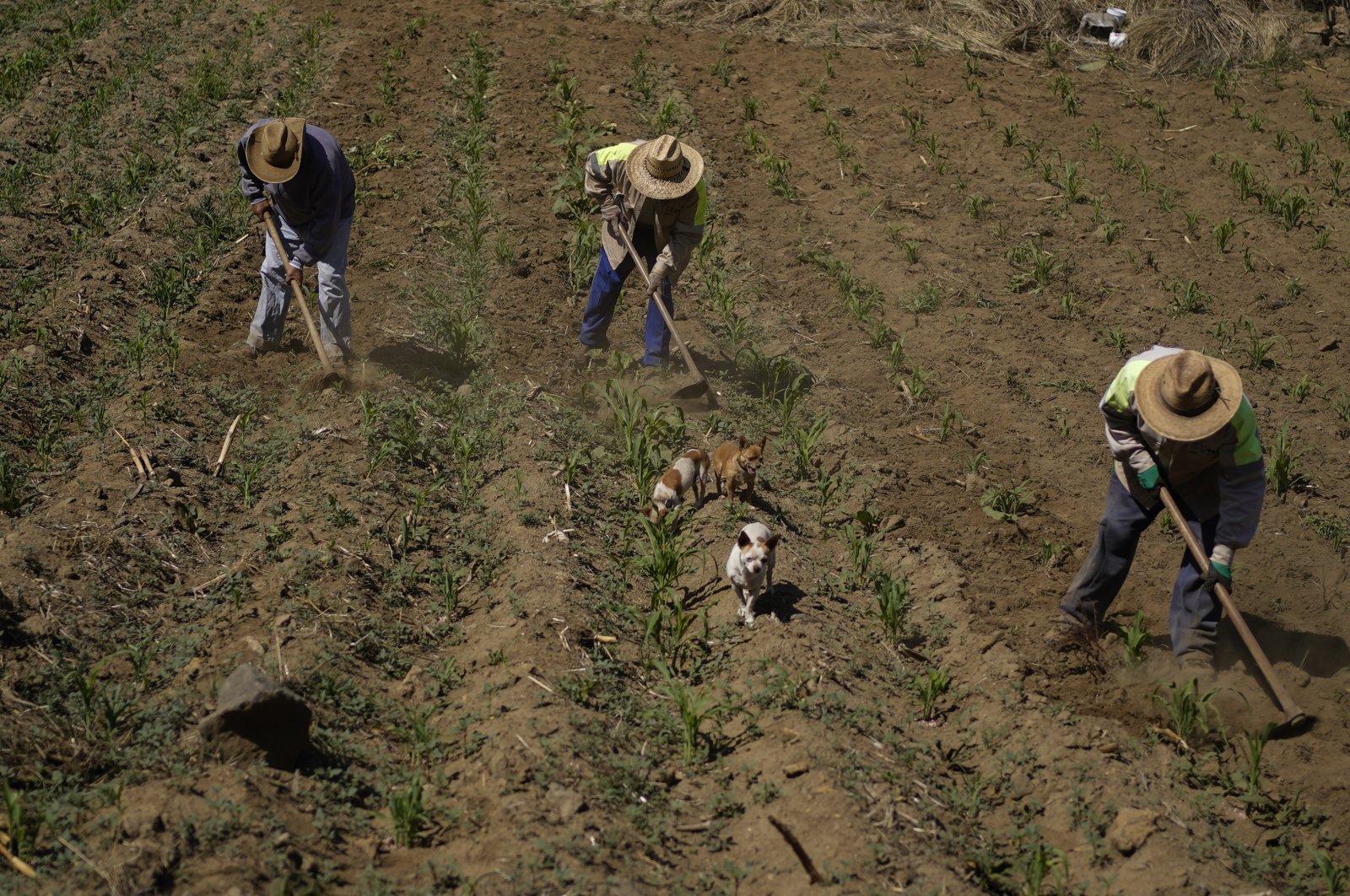 Brothers Arturo, Benjamin and Victor Corella, work their land in Milpa Alta south of Mexico City, Mexico, May 30, 2022. (AP Photo)