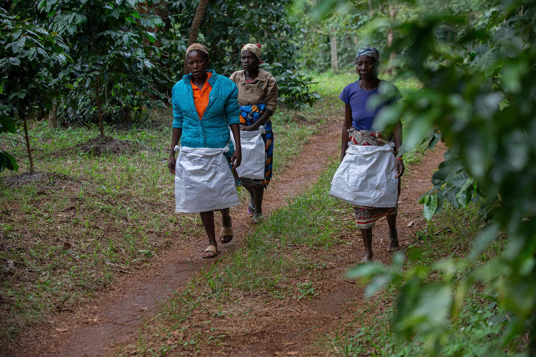 Wanita berjalan di perkebunan kopi di pegunungan Gorongosa di Gorongosa, Mozambik, 20 Mei 2022. (AFP Photo)