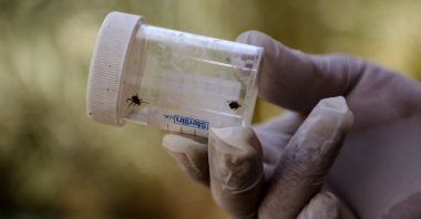 A health worker holds a vial containing ticks that cause illnesses, Dhi Qar province, southern Iraq, May 25, 2022. (AFP Photo)
