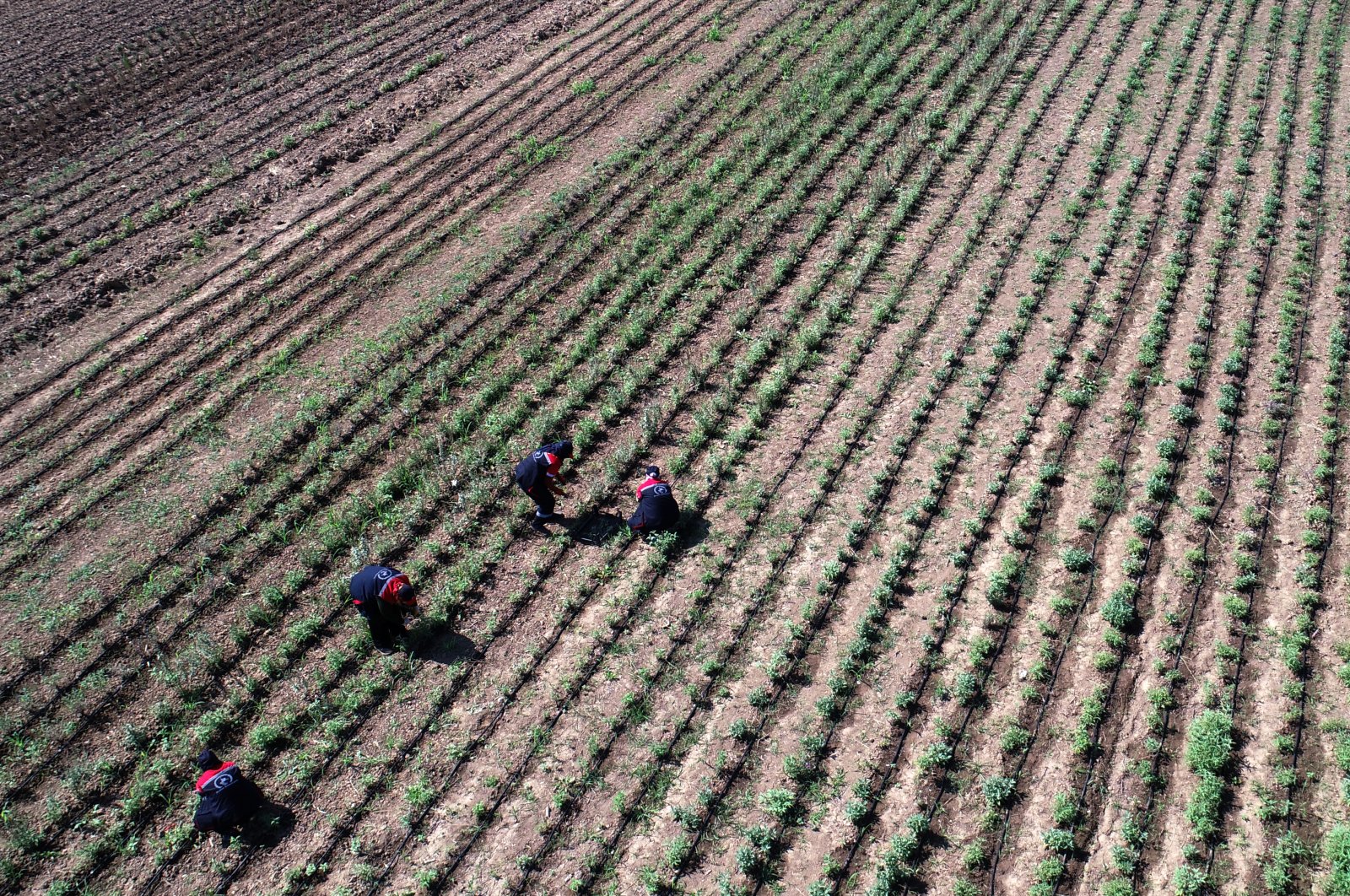 Workers working in a field in Düzce, northern Turkey, June 15, 2022. (AA PHOTO)