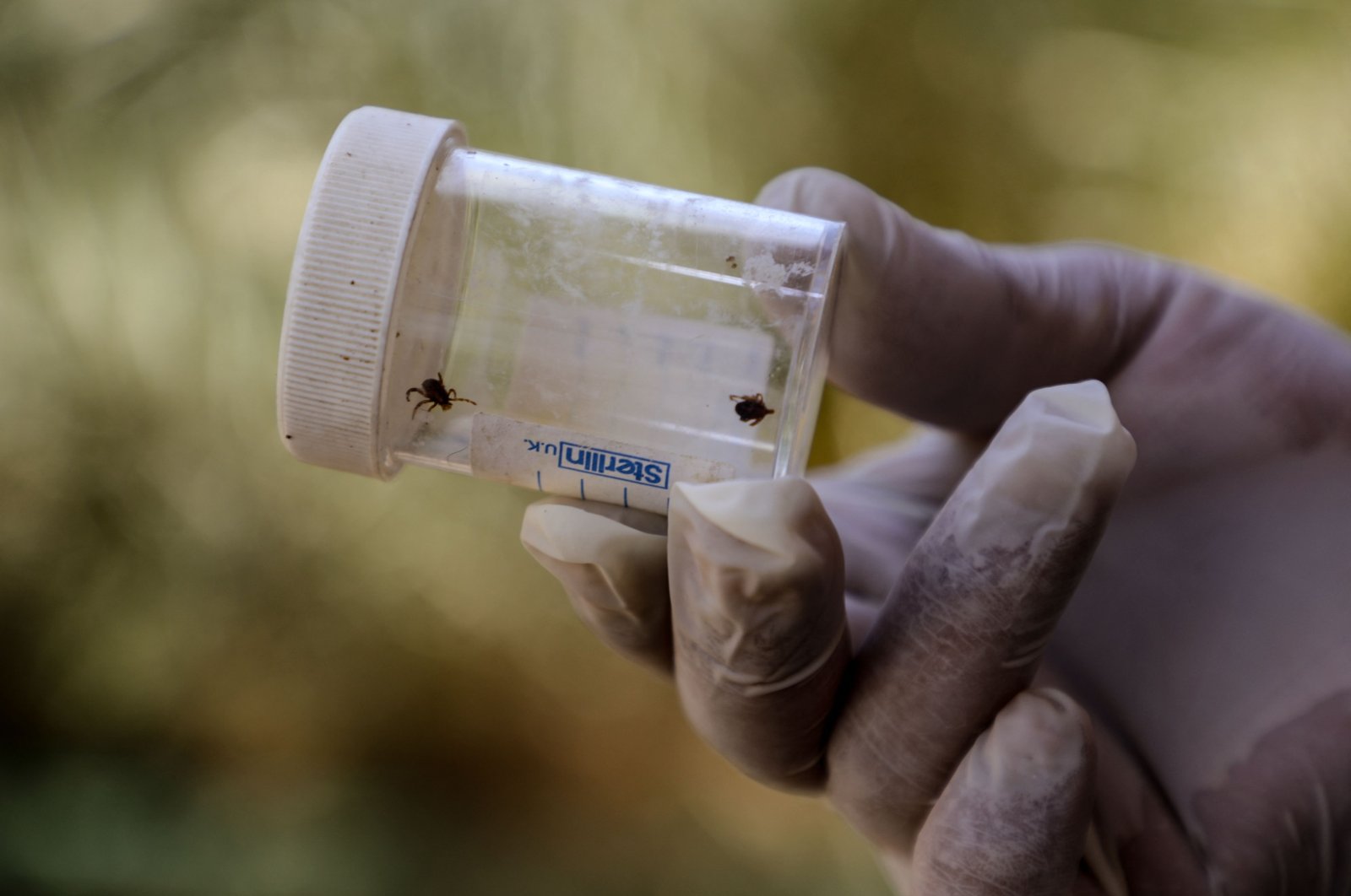 A health worker holds a vial containing ticks that cause illnesses, Dhi Qar province, southern Iraq, May 25, 2022. (AFP Photo)