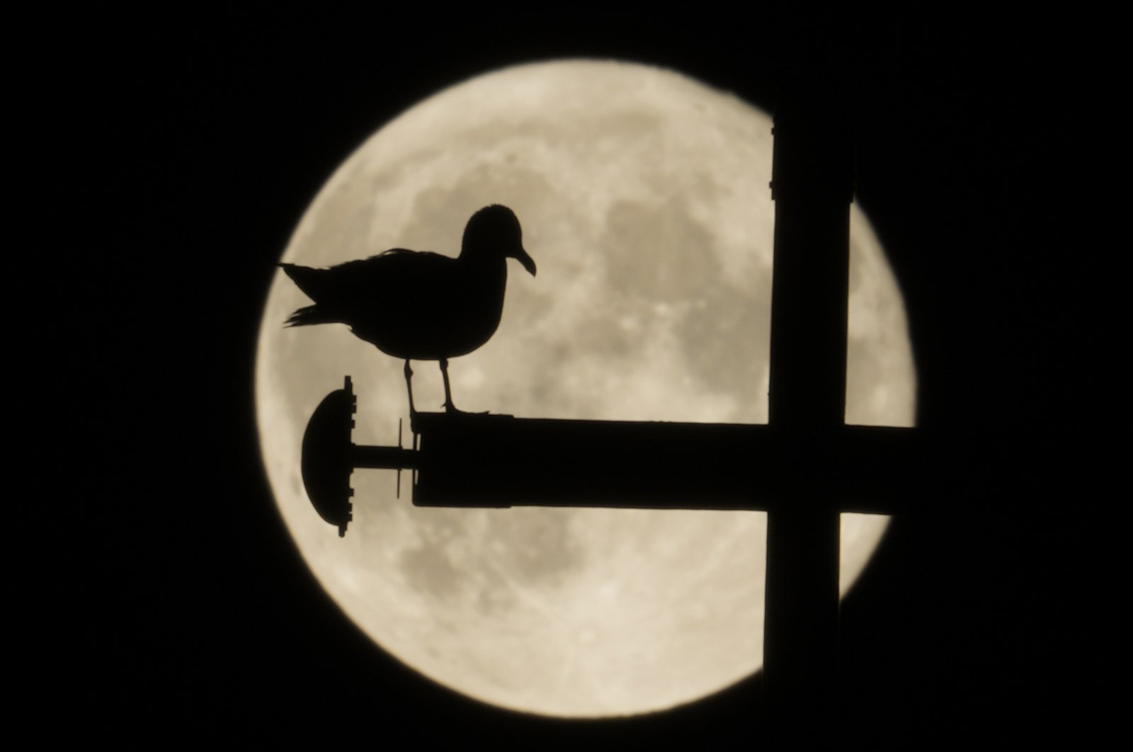 A seagull is silhouetted against a supermoon, in Rome, Italy, June 15, 2022. (AP Photo)