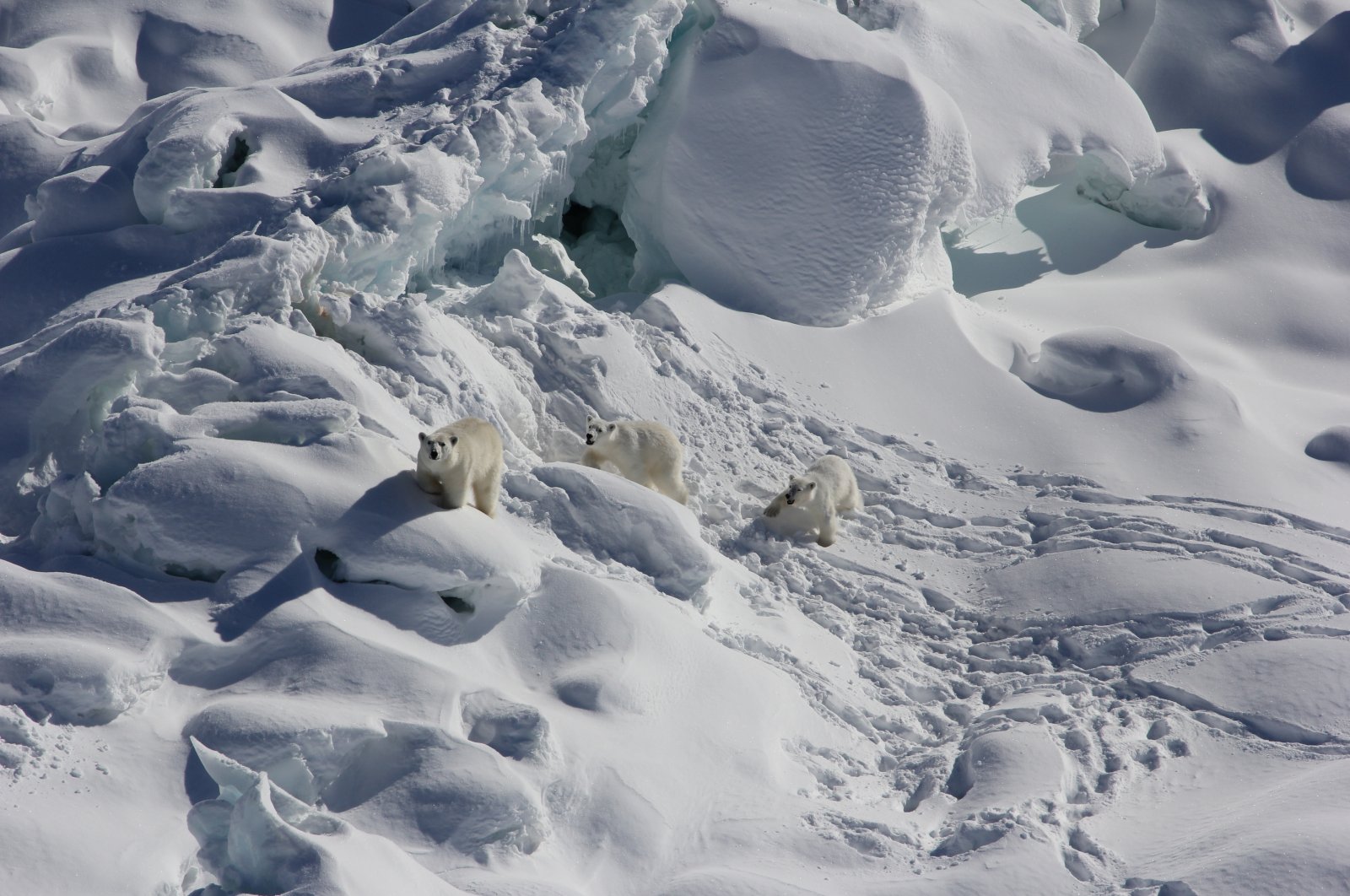 An adult female polar bear (L) and two 1-year-old cubs walk over snow-covered freshwater glacier ice in Southeast Greenland in March 2015. With limited sea ice, these Southeast Greenland polar bears use freshwater icebergs spawned from the shrinking Greenland ice sheet as makeshift hunting grounds, according to a study in the journal Science released on June 16, 2022. (AP Photo)